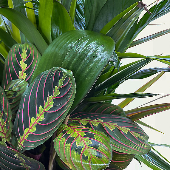 Orchid Dish Garden