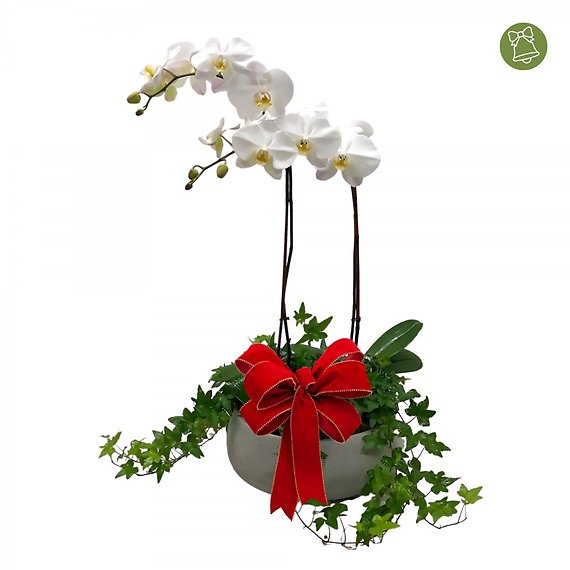 Christmas Orchid and Ivy