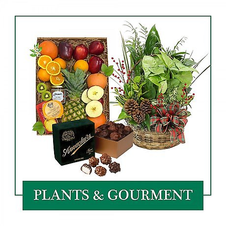 Christmas Plants & Gourmet