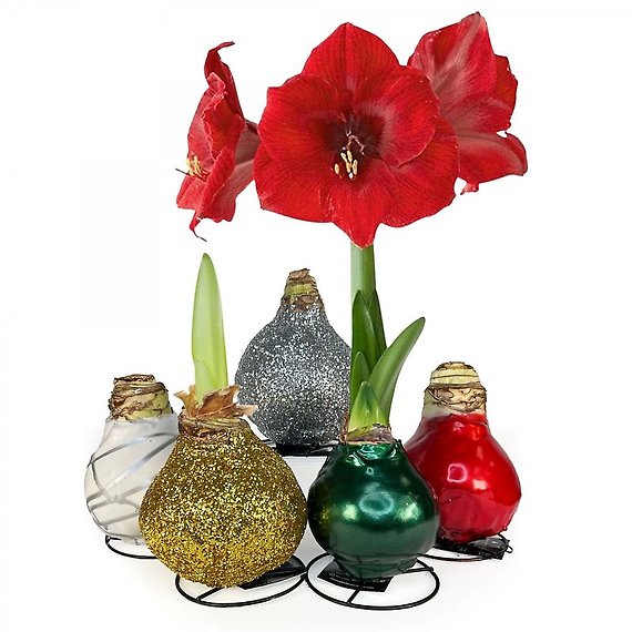 Waxed Amaryllis Bulb