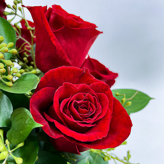 1 Dozen Modern Roses