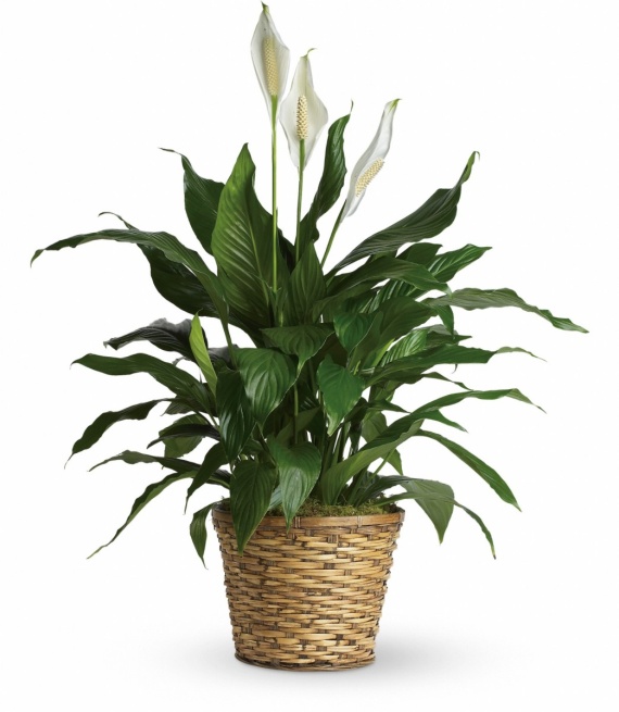 Sympathy Peace Lily 10\"