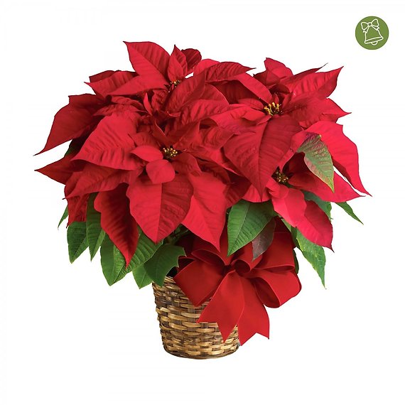 10\" Holiday Poinsettia