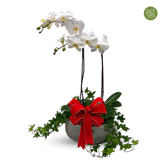 Christmas Orchid and Ivy