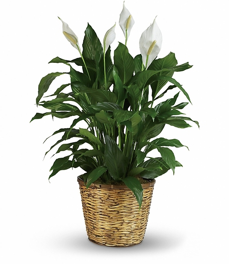 Sympathy Peace Lily 12\"