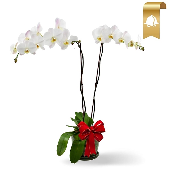 Holiday Orchid Plant Double Stem White