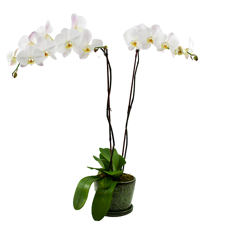 Sympathy Orchid Plant Double Stem White