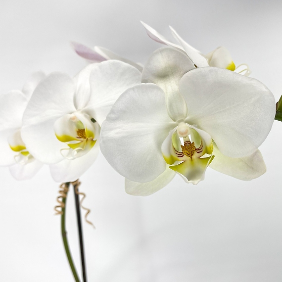 St. Patrick\'s Day Orchid