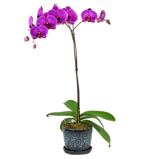 Sympathy Orchid Plant Purple