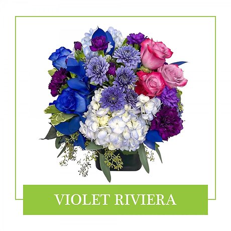 Violet Riviera
