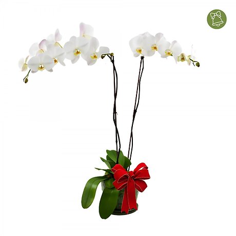 Holiday Orchid Plant Double Stem White