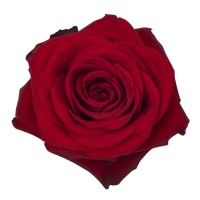 Red Rose 5 Piece Set